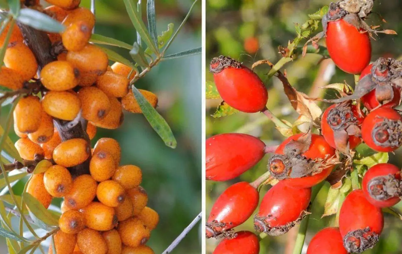 Cătina și măceșele: două fructe de toamnă bogate în vitamina C și antioxidanți