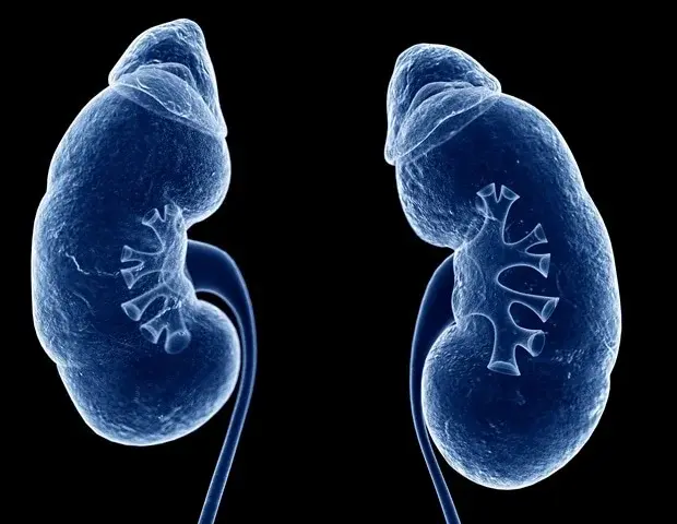 Inhibitorii SGLT2 sunt promițători pentru pacienții cu rinichi în vârstă
